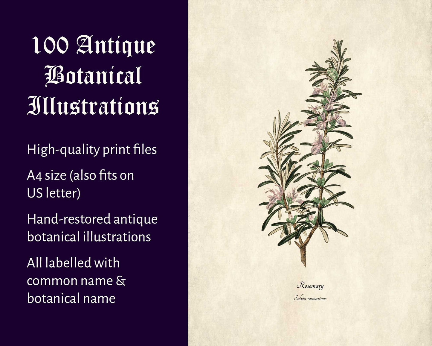 100 Antique Botanical Illustrations