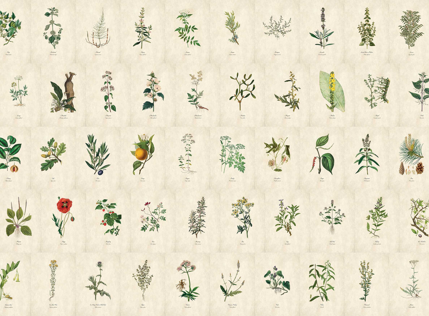 100 Antique Botanical Illustrations
