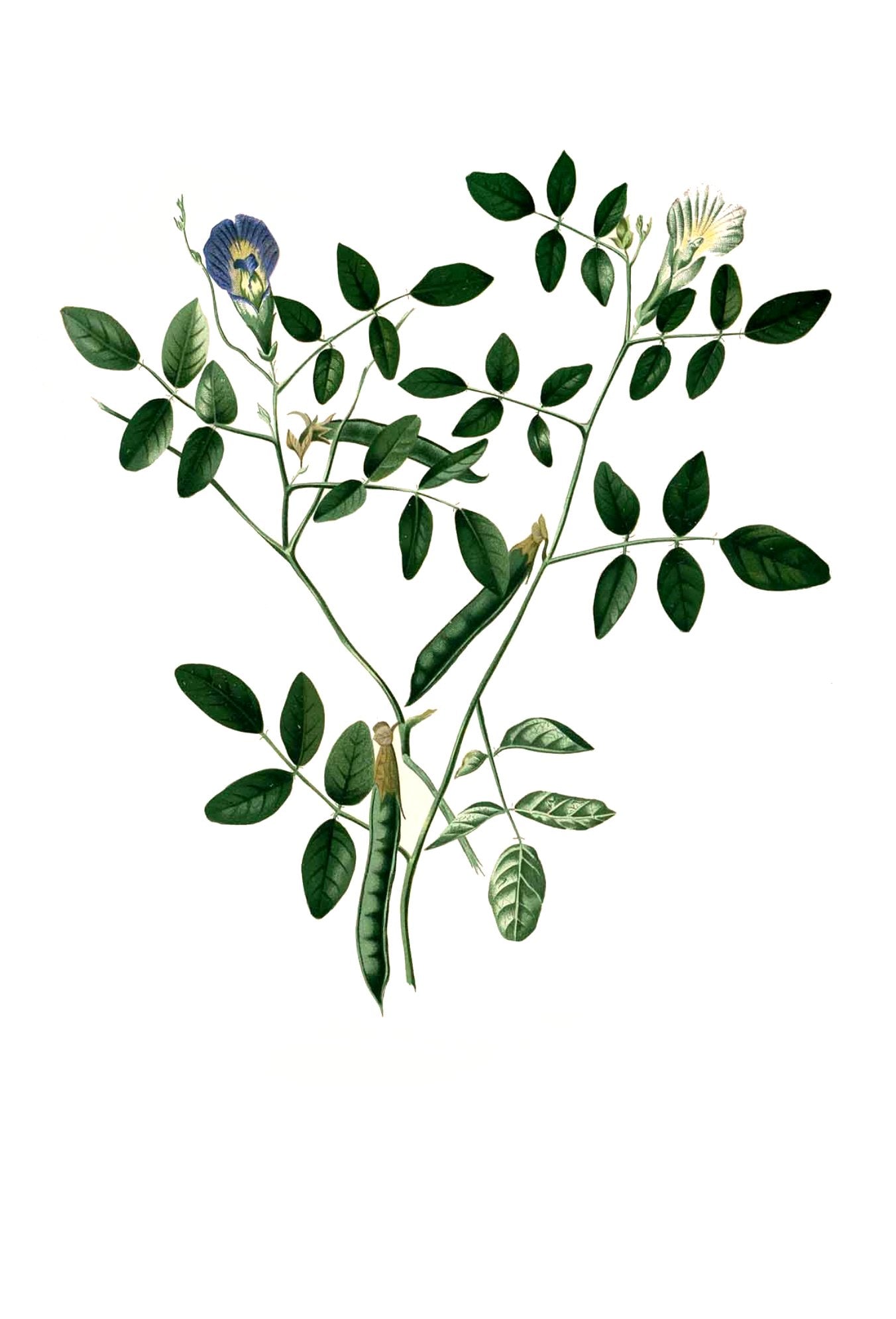Butterfly pea botanical illustration