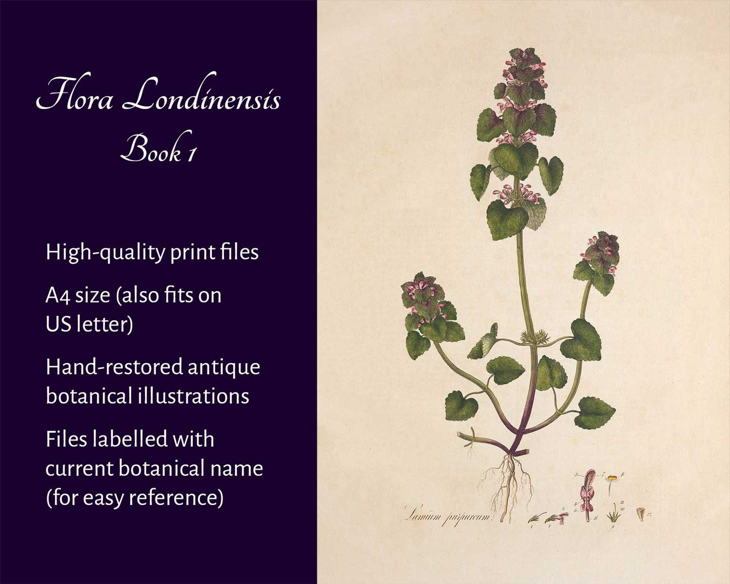 Flora Londinensis (Book 1)