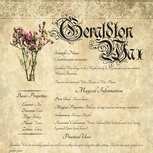 Antique-style grimoire page on the properties of Geraldton Wax, with an aged paper background and script font