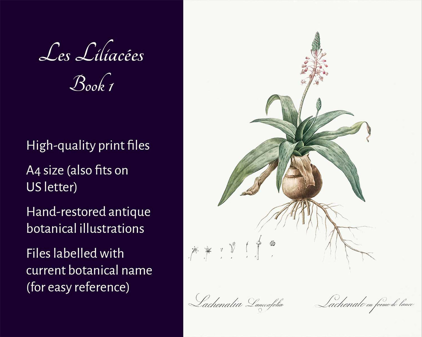 Les Liliacées (Book 1)