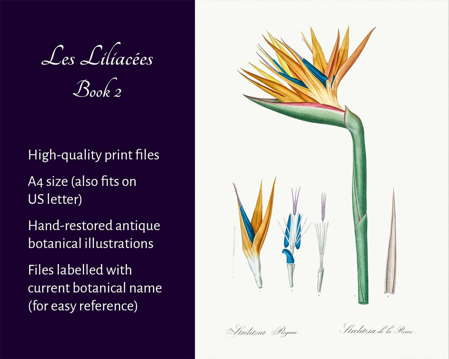 Les Liliacées (Book 2)