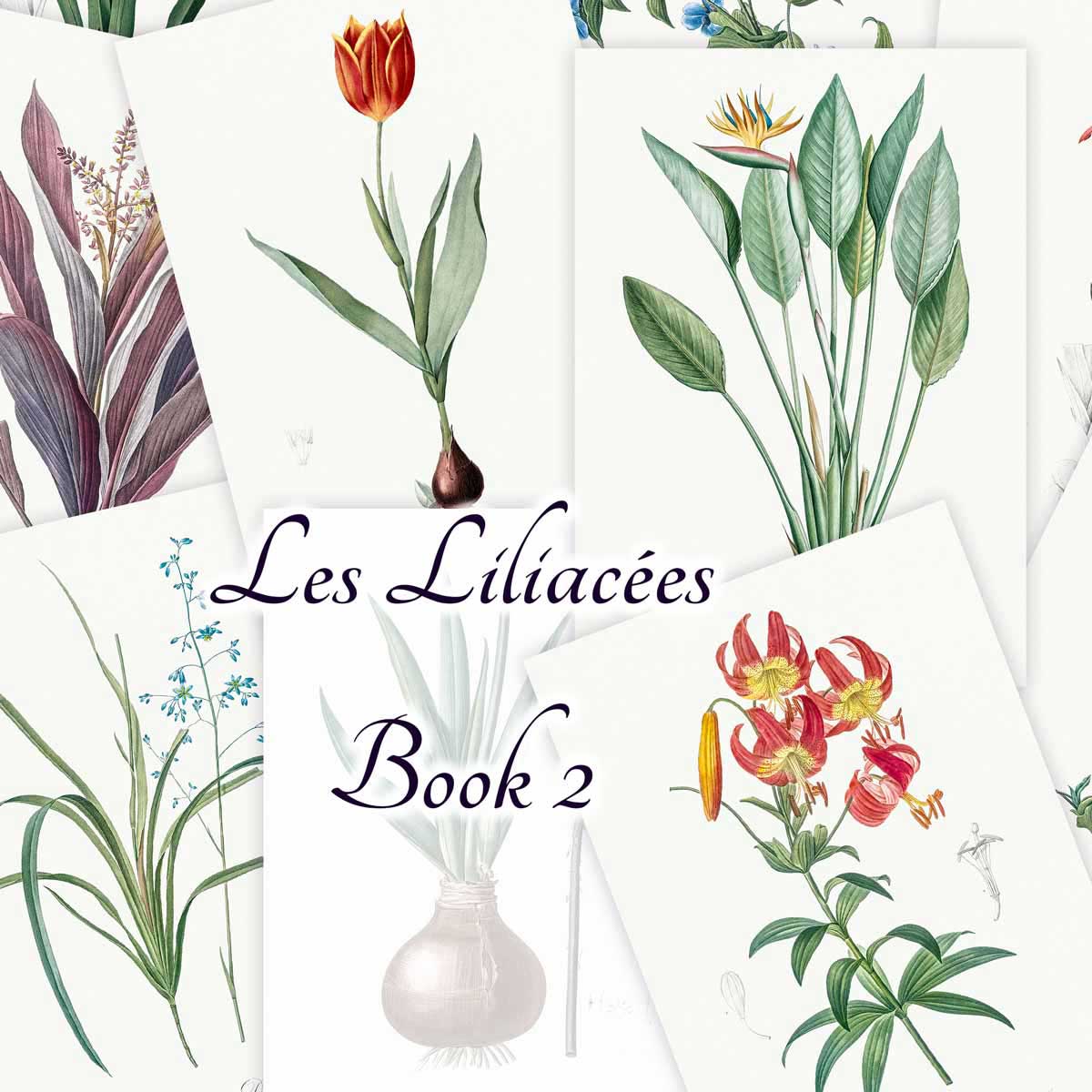 Les Liliacées (Book 2)