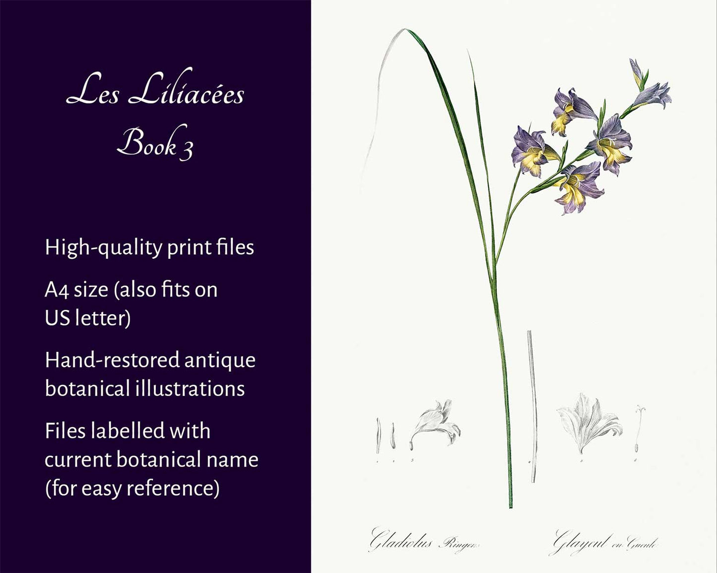 Les Liliacées (Book 3)