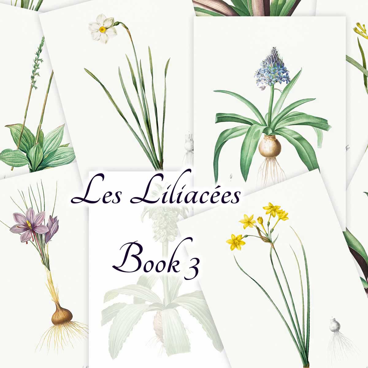 Les Liliacées (Book 3)