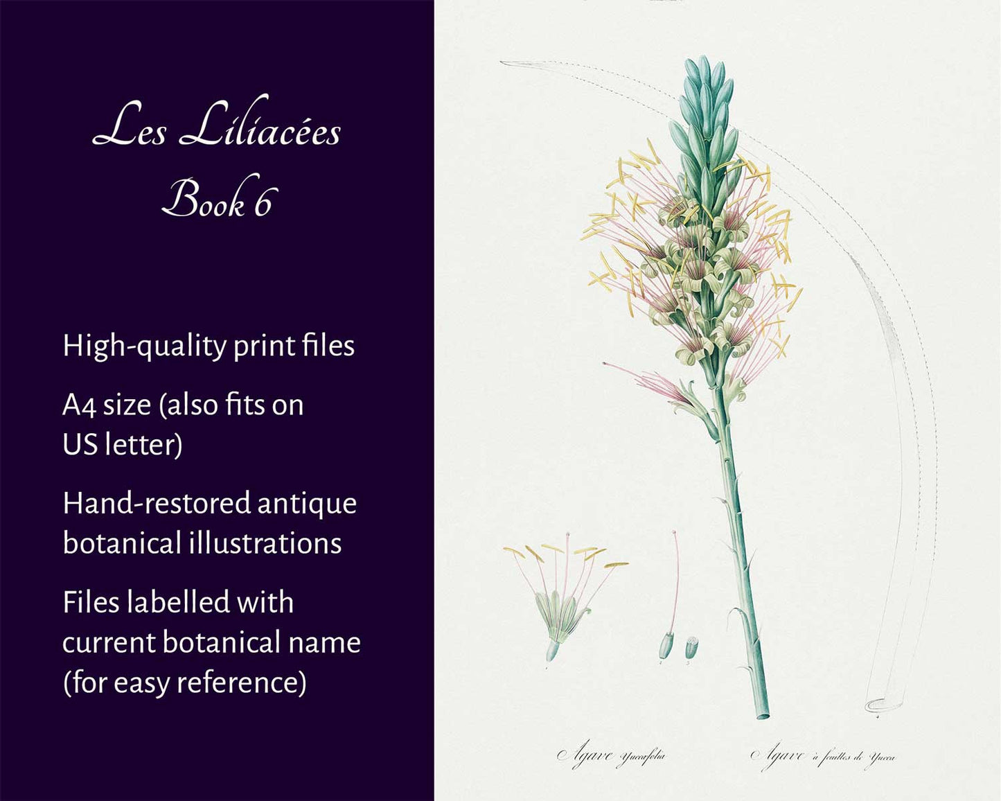 Les Liliacées (Book 6)