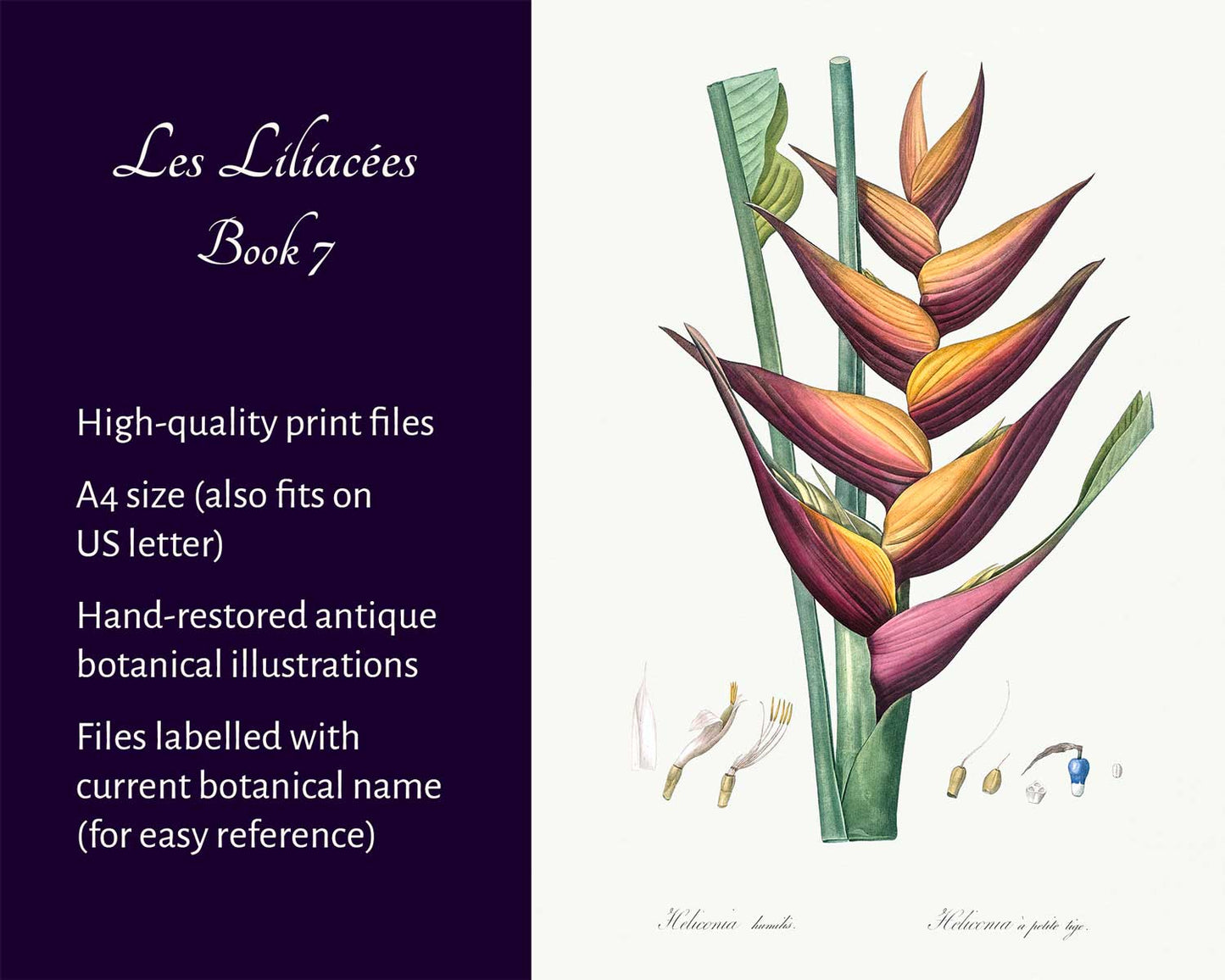 Les Liliacées (Book 7)