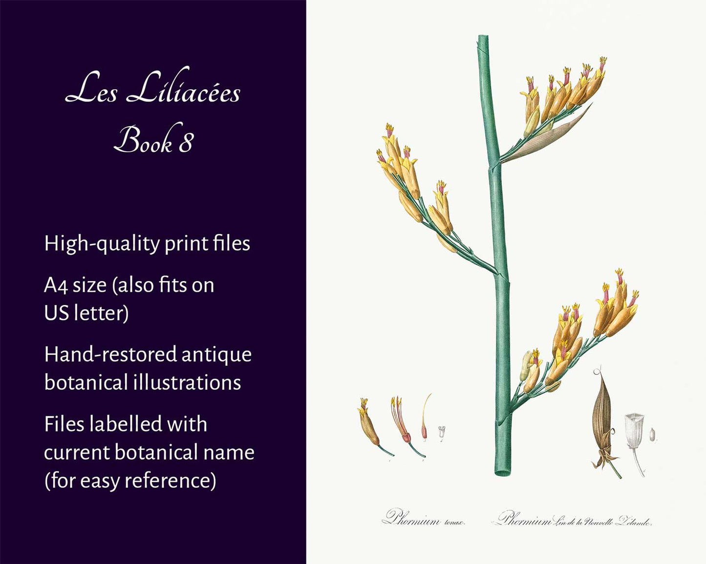 Les Liliacées (Book 8)