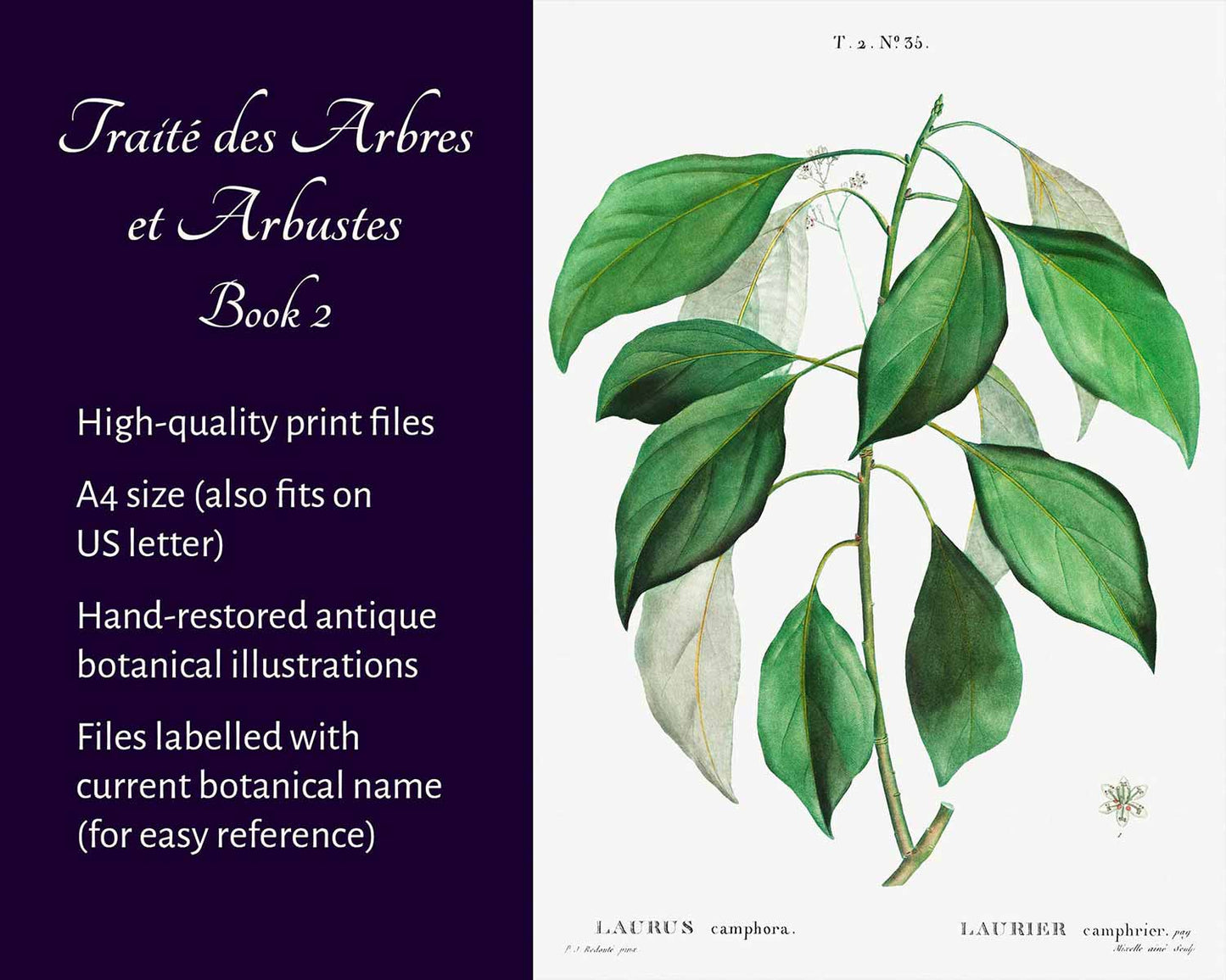 Traité des Arbres et Arbustes (Book 2)