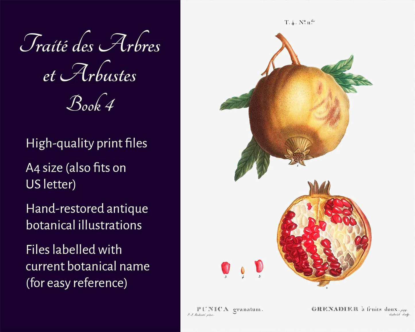 Traité des Arbres et Arbustes (Book 4)