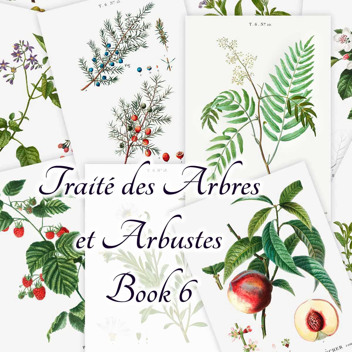 Traité des Arbres et Arbustes (Book 6)