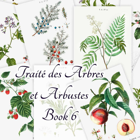 Traité des Arbres et Arbustes (Book 6)