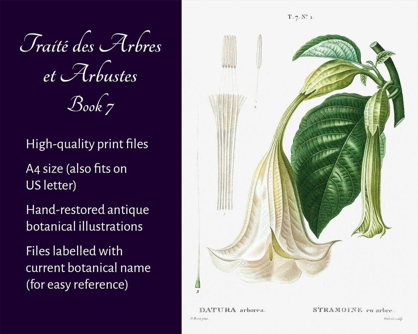 Traité des Arbres et Arbustes (Book 7)