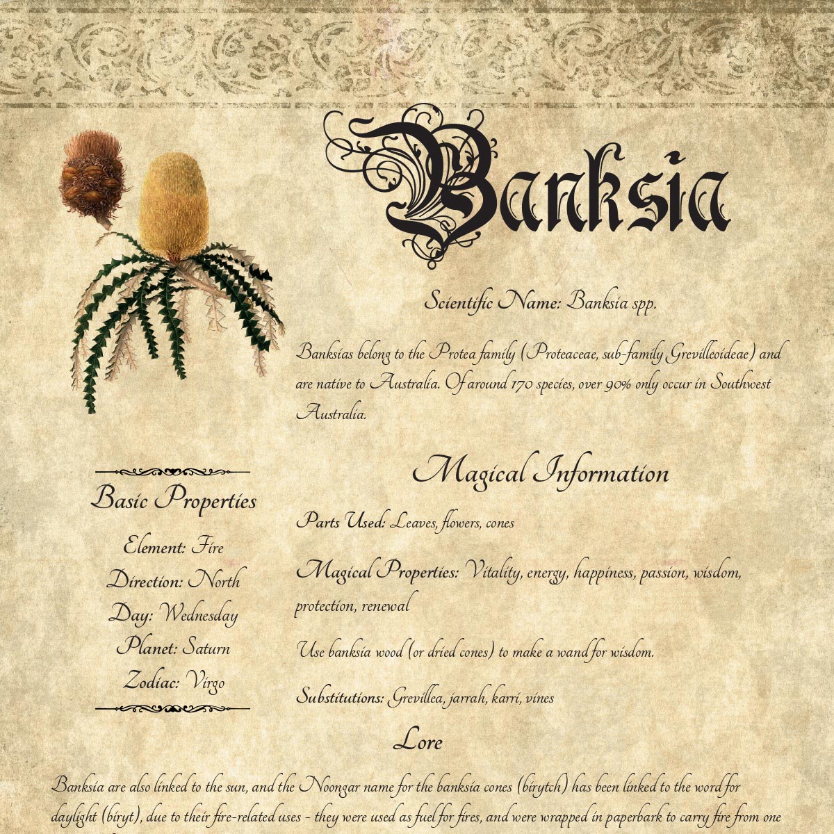 Antique-style grimoire page on the properties of Banksia, with an aged paper background and script font