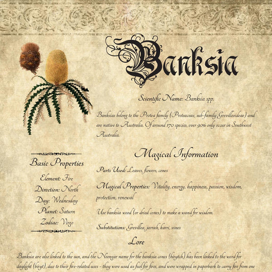 Antique-style grimoire page on the properties of Banksia, with an aged paper background and script font