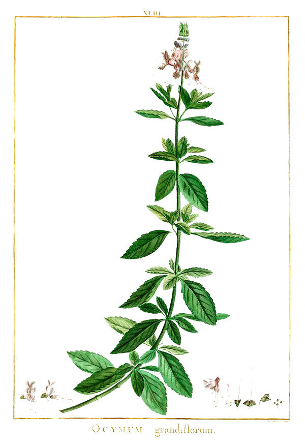 Basil botanical illustration