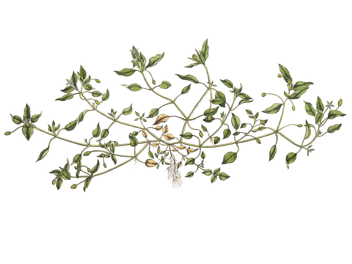 Chickweed botanical illustration