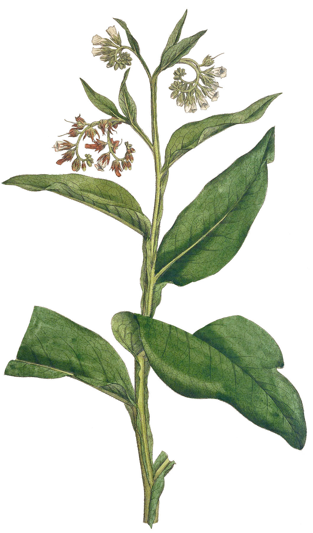 Comfrey botanical illustration