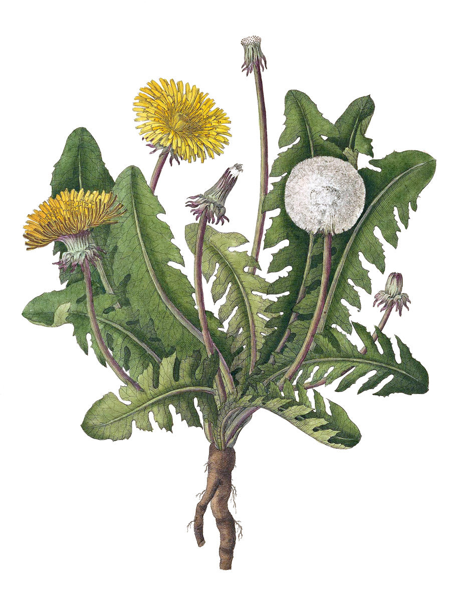 Dandelion botanical illustration