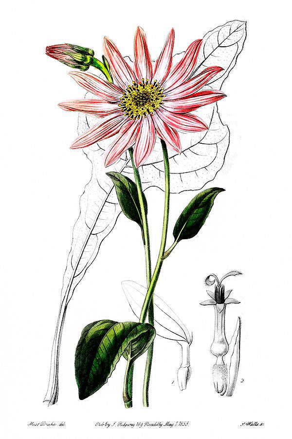 Echinacea botanical illustration