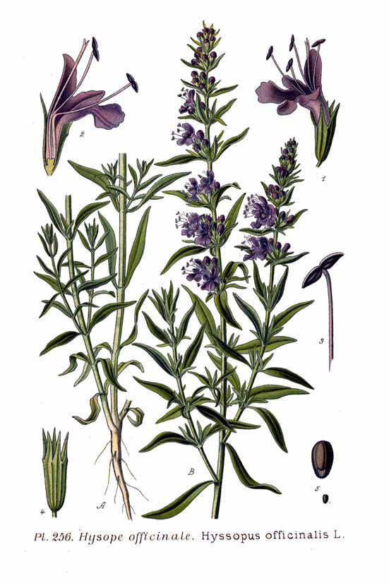 Hyssop botanical illustration