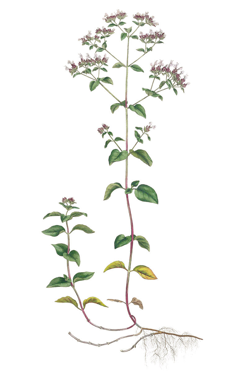 Oregano botanical illustration