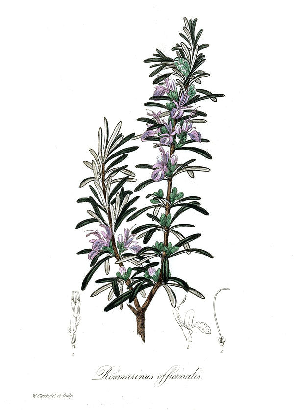 Rosemary botanical illustration