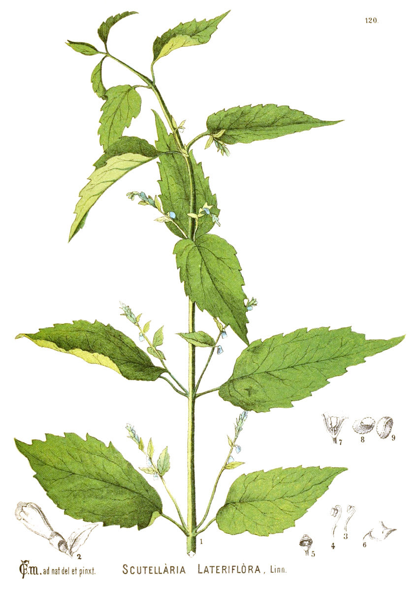 Skullcap botanical illustration
