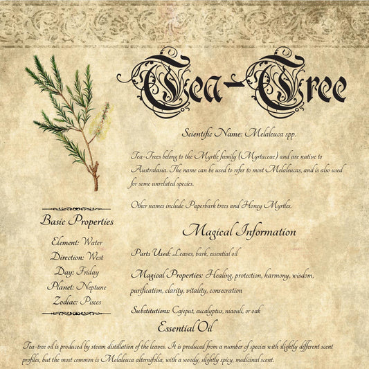 Antique-style grimoire page on the properties of Tea-Tree, with an aged paper background and script font