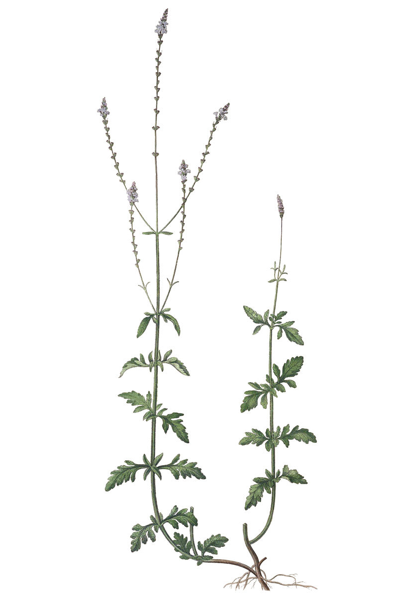 Vervain (verbena) botanical illustration