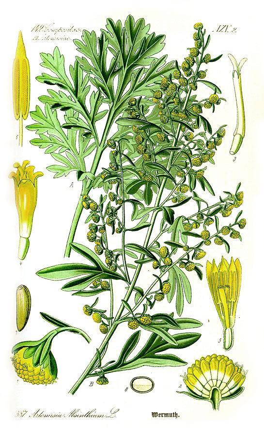 Wormwood botanical illustration