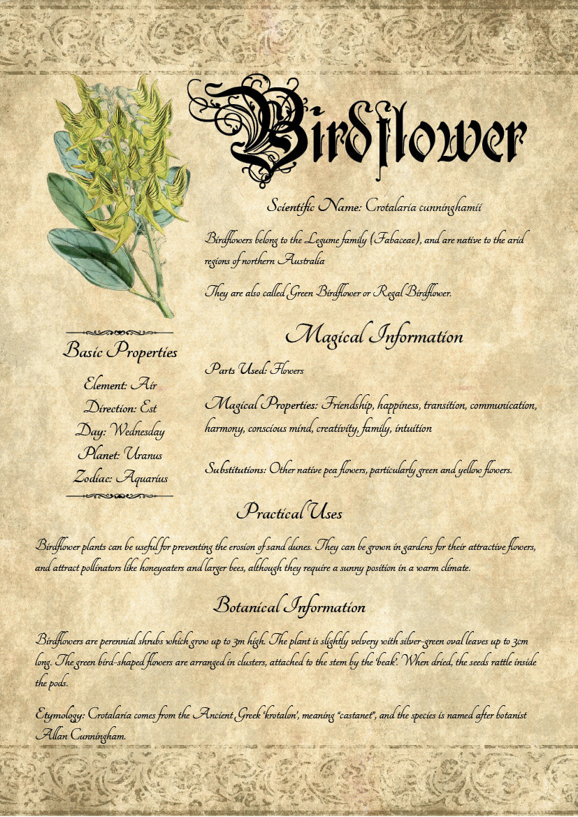 Antique-style grimoire page on the properties of Birdflower, with an aged paper background and script font