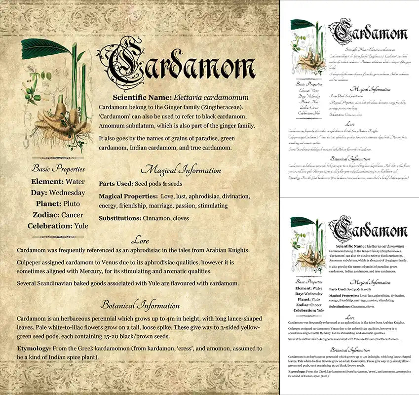 Herbal Grimoire Page: Cardamom