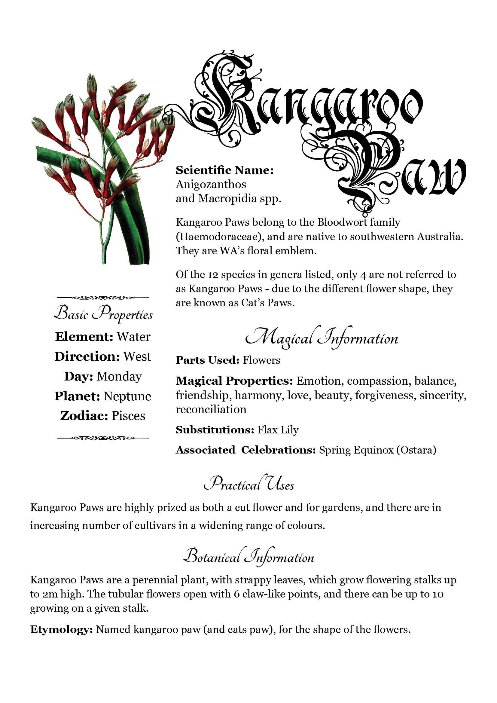 Antique-style grimoire page on the properties of Kangaroow Paw, with a white background and readable serif font