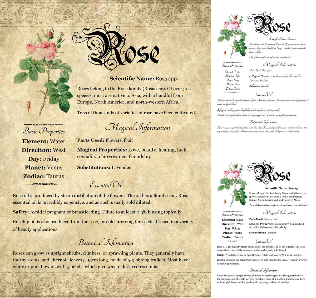 Collage of 3 versions of the Rose grimoire page: with a readable/serif vs script font + with/without background