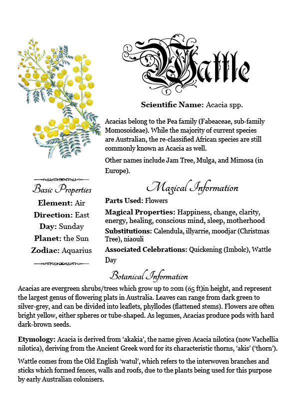 Antique-style grimoire page on the properties of Wattle, with a white background and readable serif font