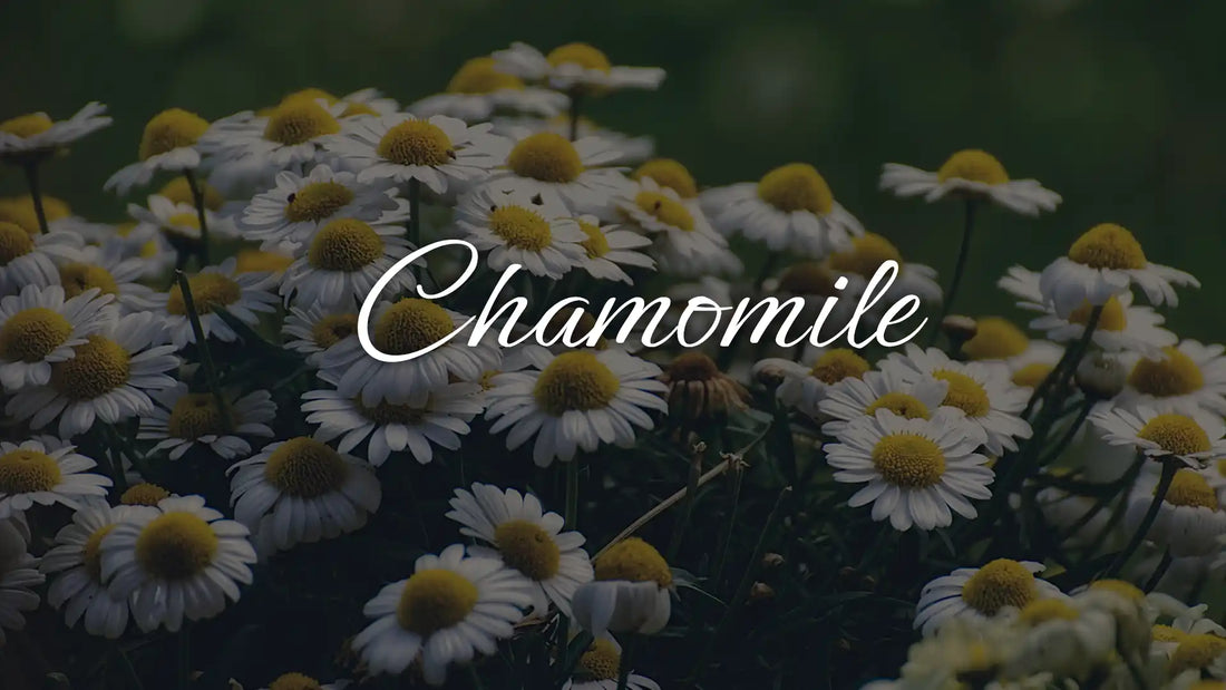 Chamomile