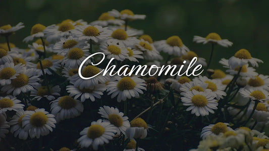 Chamomile