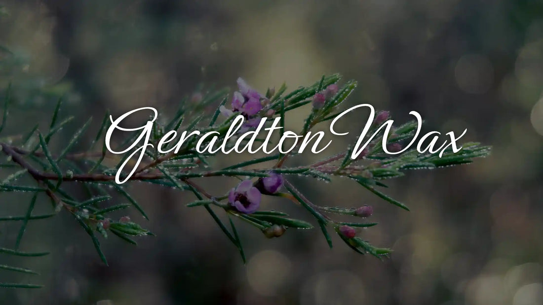 Geraldton Wax