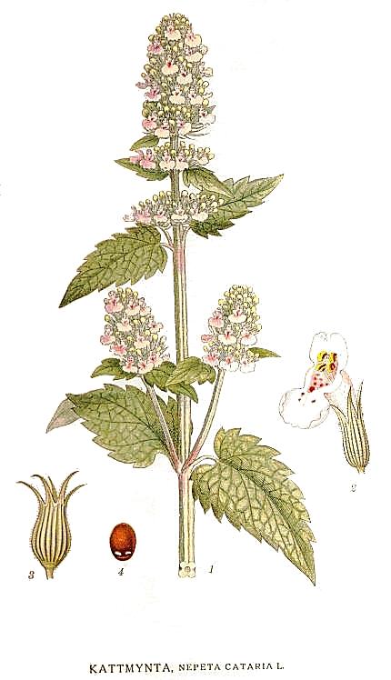 Catnip botanical illustration