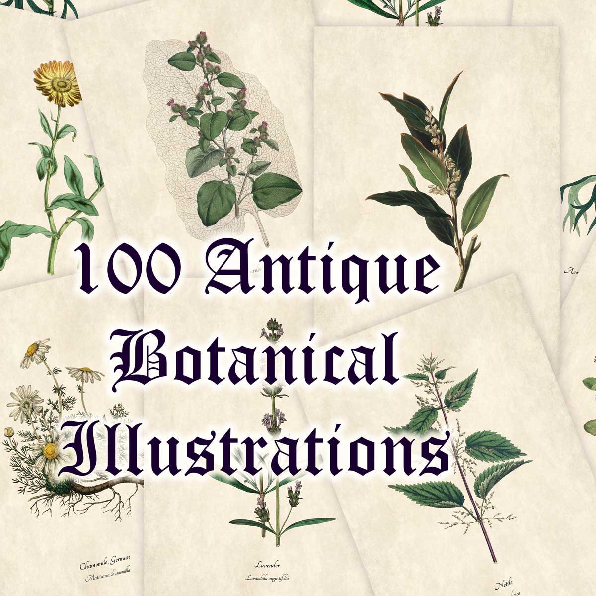 100 Antique Botanical Illustrations