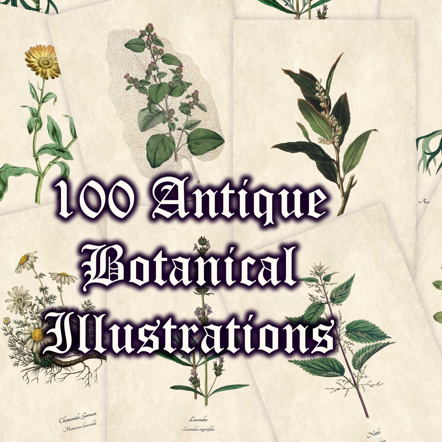 100 Antique Botanical Illustrations