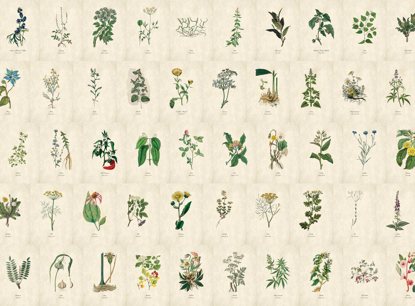 100 Antique Botanical Illustrations