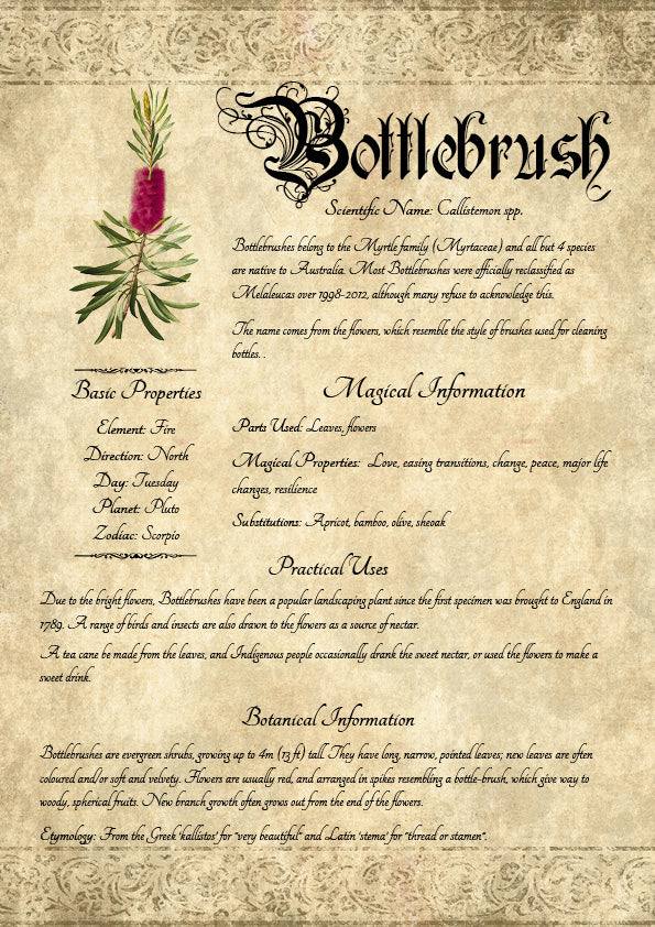 Antique-style grimoire page on the properties of Bottlebrush, with an aged paper background and script font