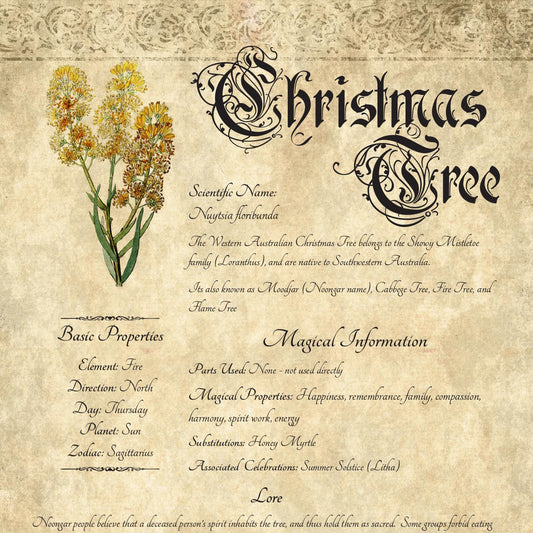 Antique-style grimoire page on the properties of Christmas Tree, with an aged paper background and script font