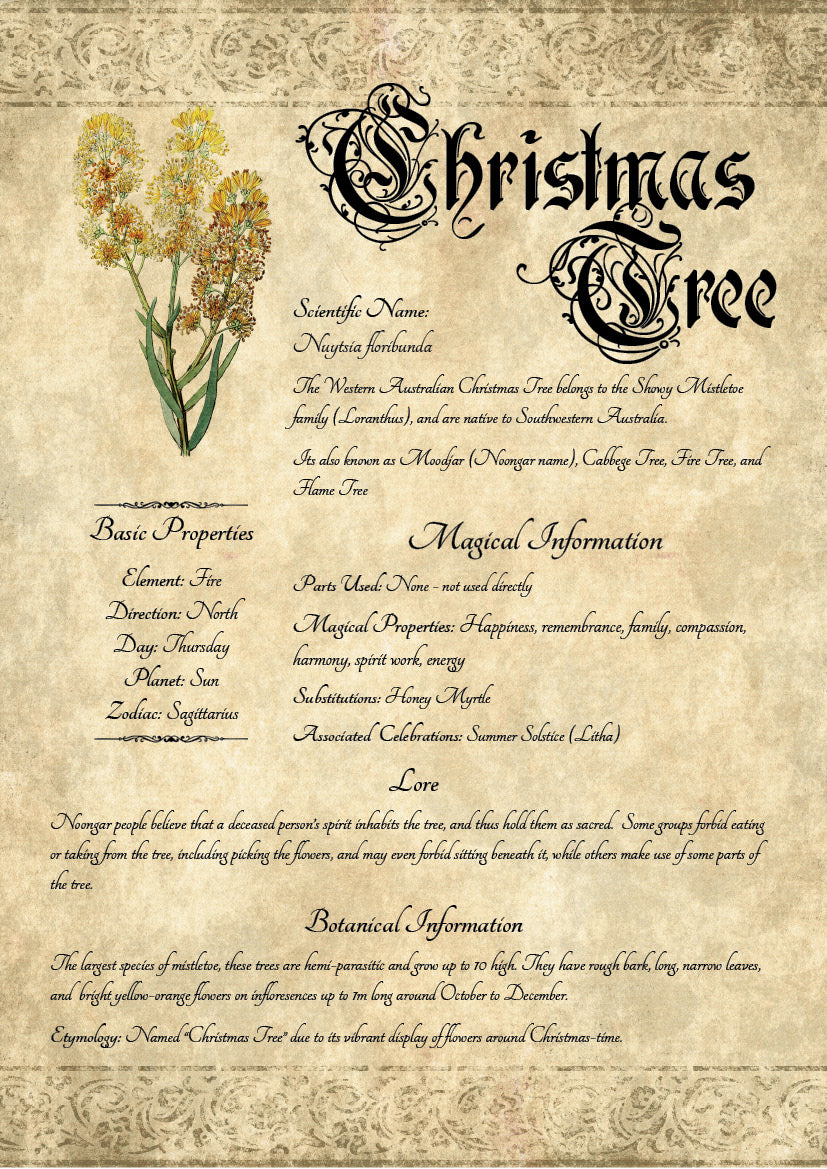 Antique-style grimoire page on the properties of Christmas Tree, with an aged paper background and script font