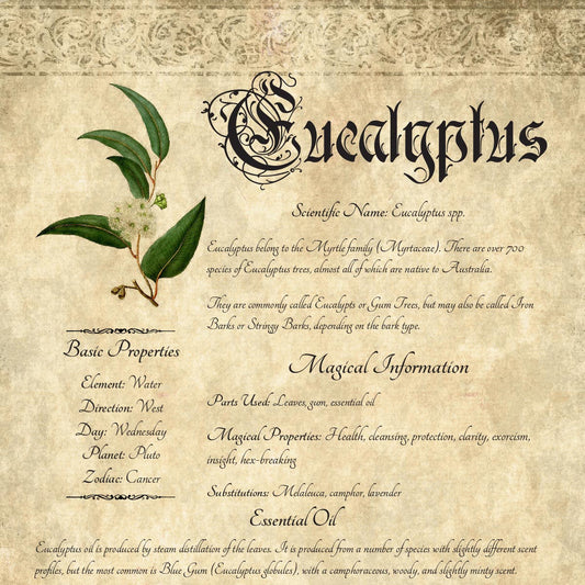 Antique-style grimoire page on the properties of Eucalyptus, with an aged paper background and script font