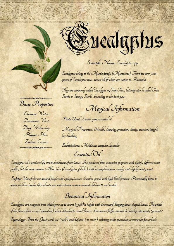 Antique-style grimoire page on the properties of Eucalyptus, with an aged paper background and script font
