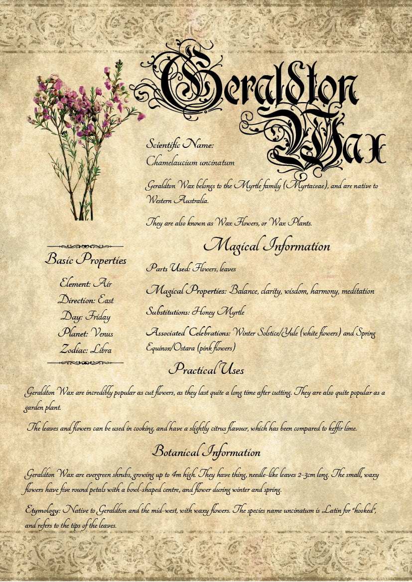 Antique-style grimoire page on the properties of Geraldton Wax, with an aged paper background and script font